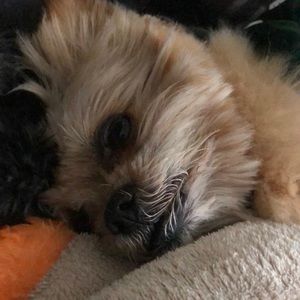 Meet your Posher, Tina